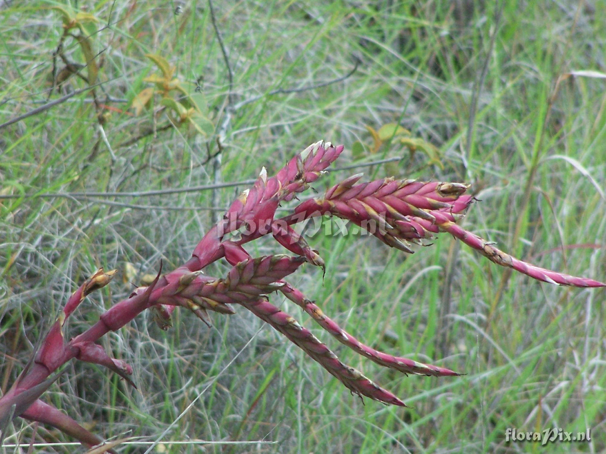 Tillandsia sp.