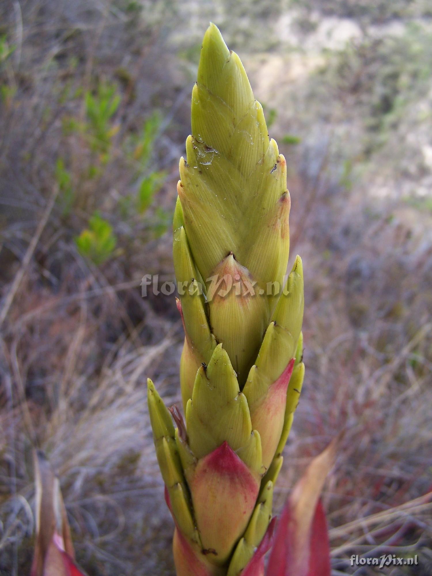 Tillandsia sp.