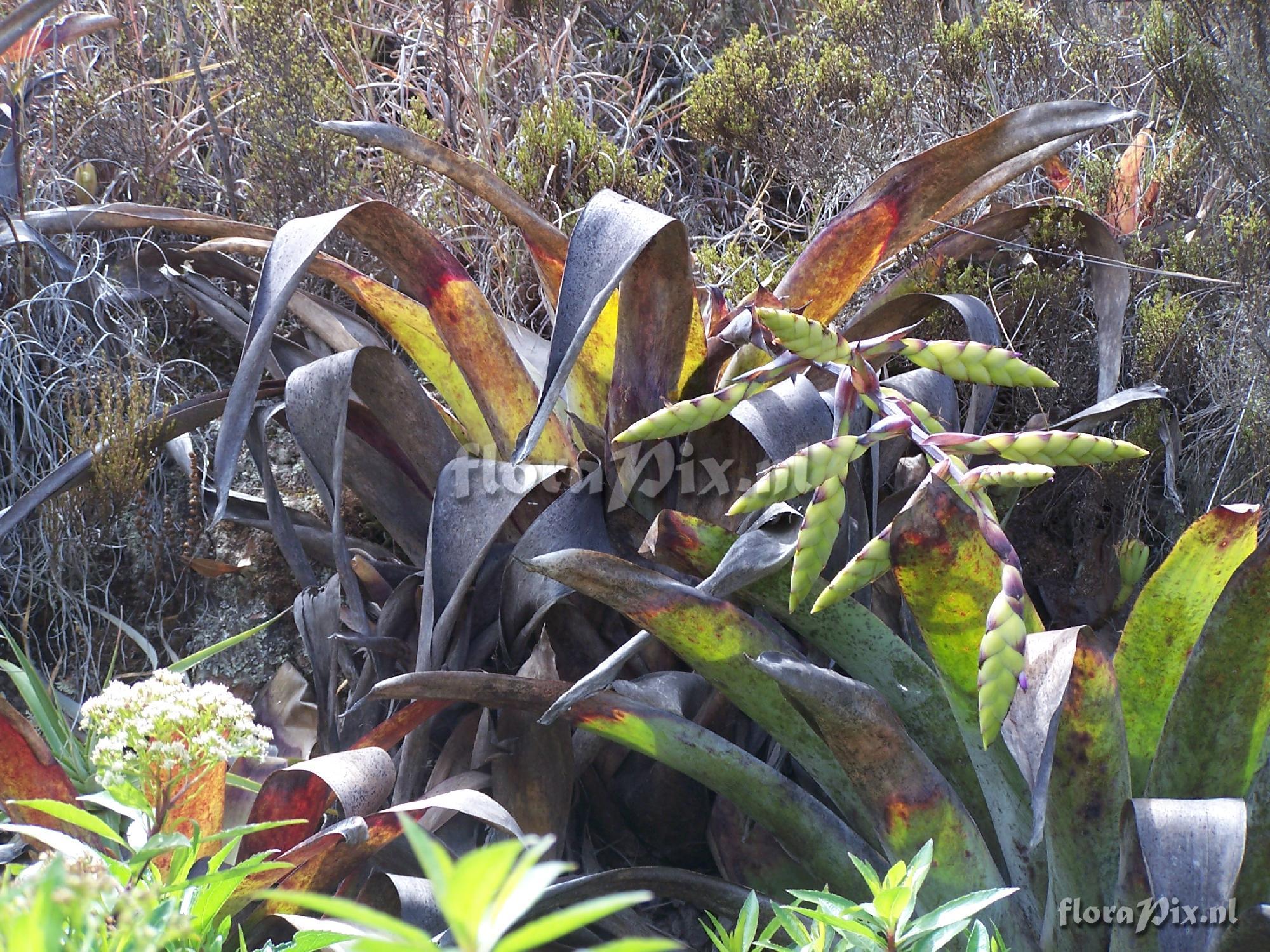 Tillandsia lymannii