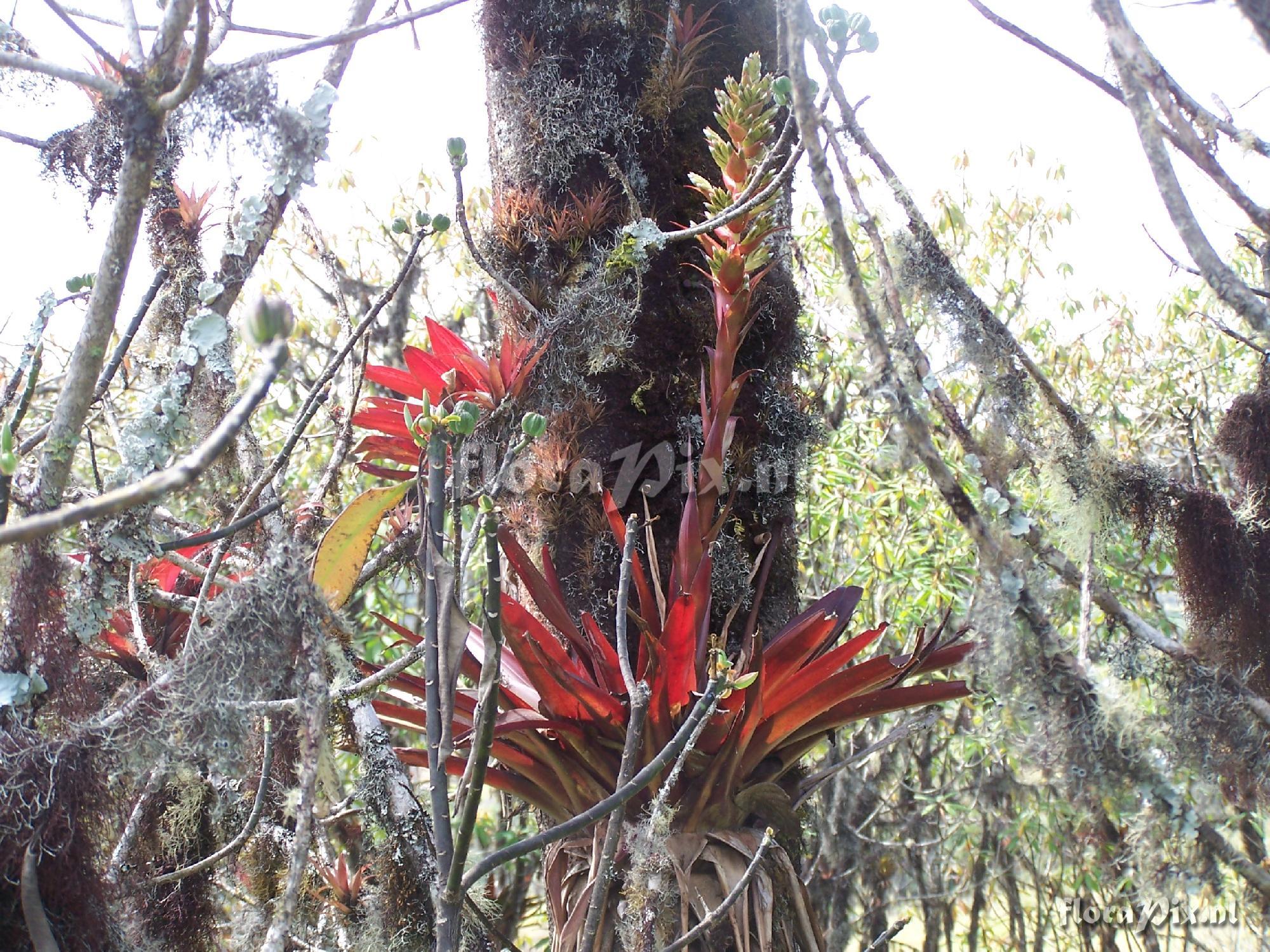 Tillandsia sp.