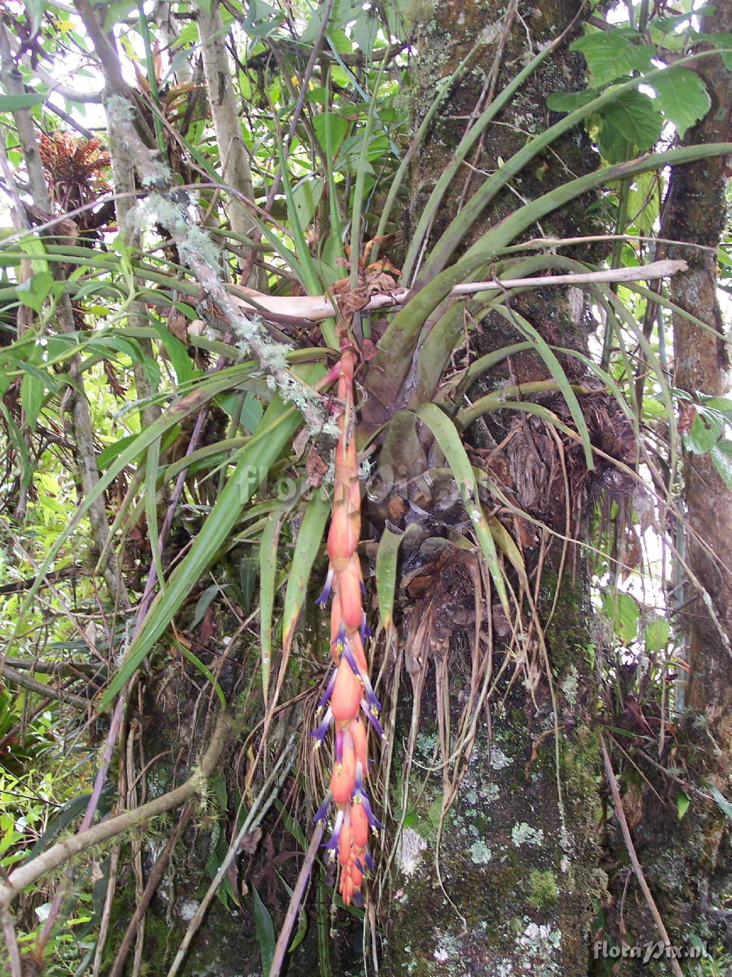 Vriesea tequendamae