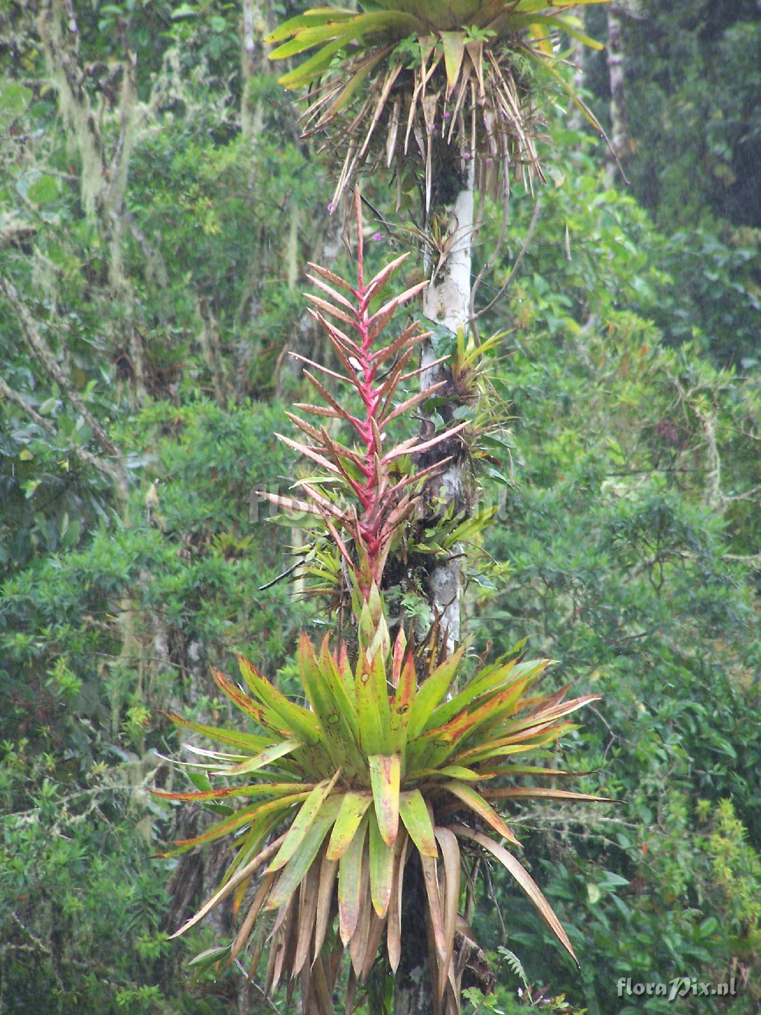 Tillandsia fendleri