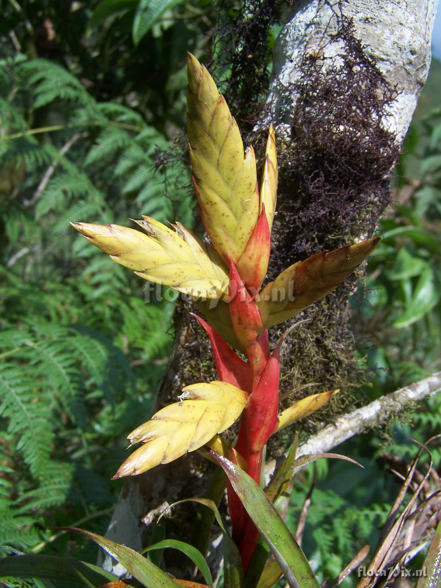 Tillandsia confinis var. caudata