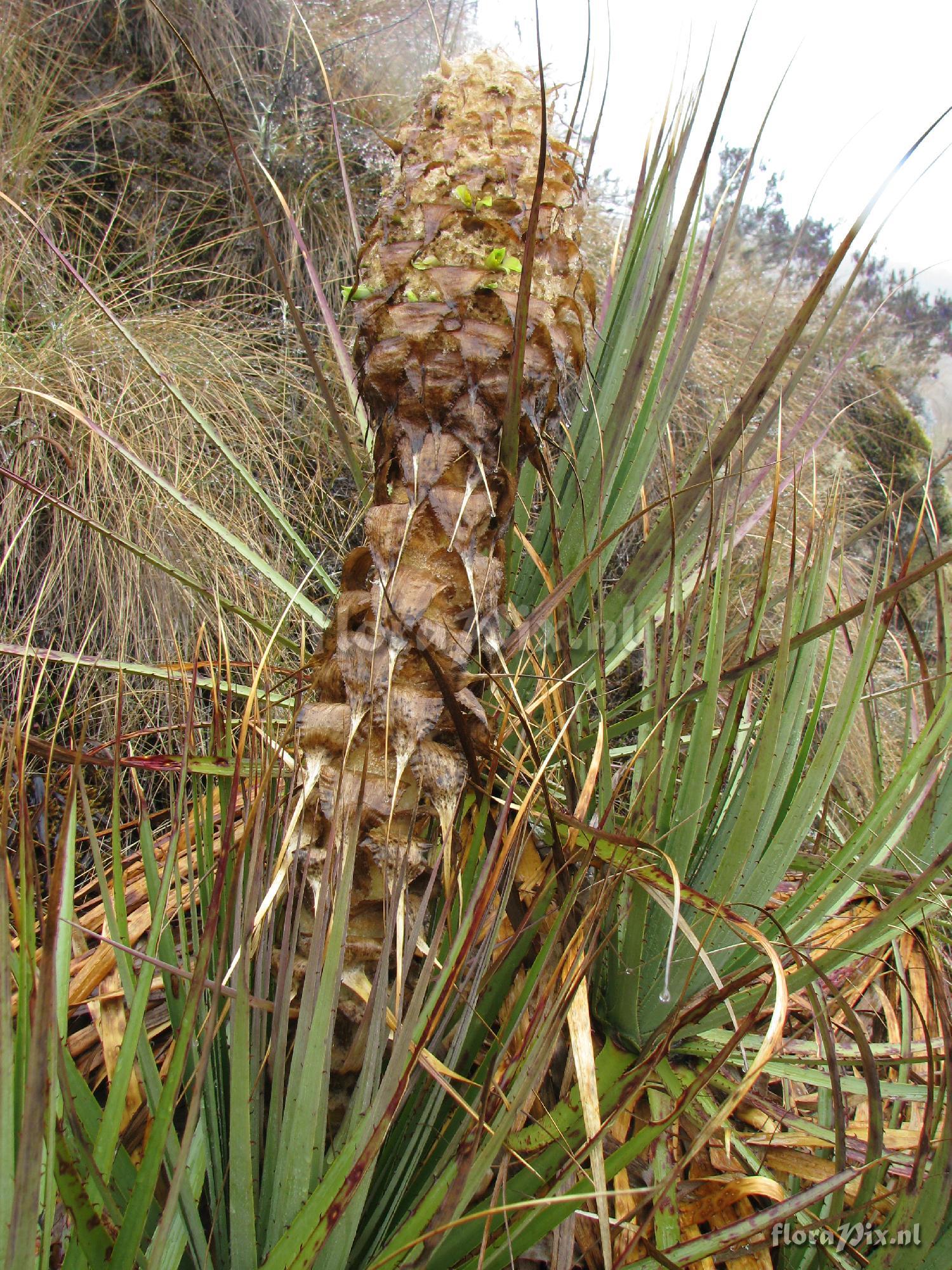 Puya membranacea