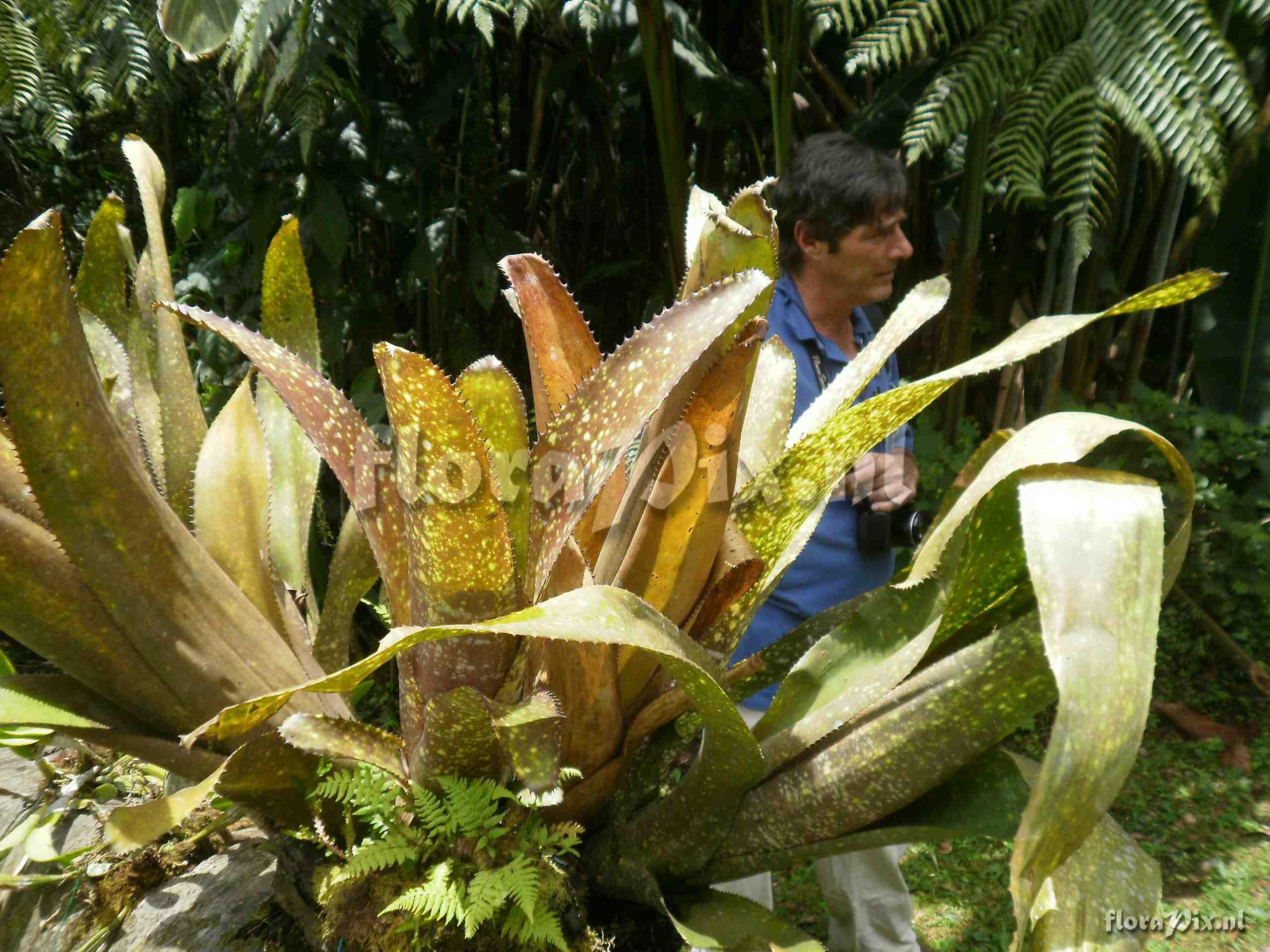 Billbergia stenopetala