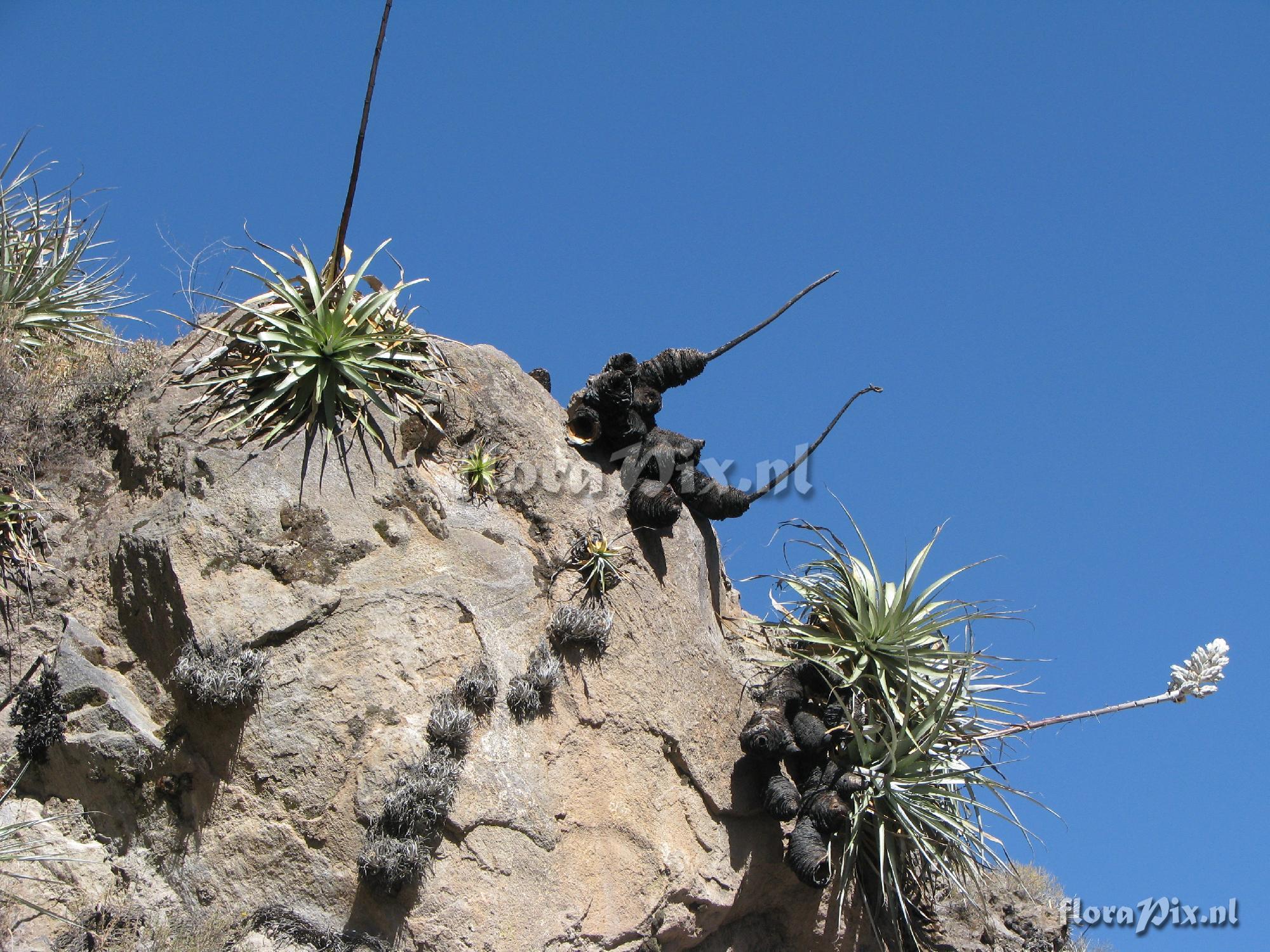 Puya spec. Colca Canyon