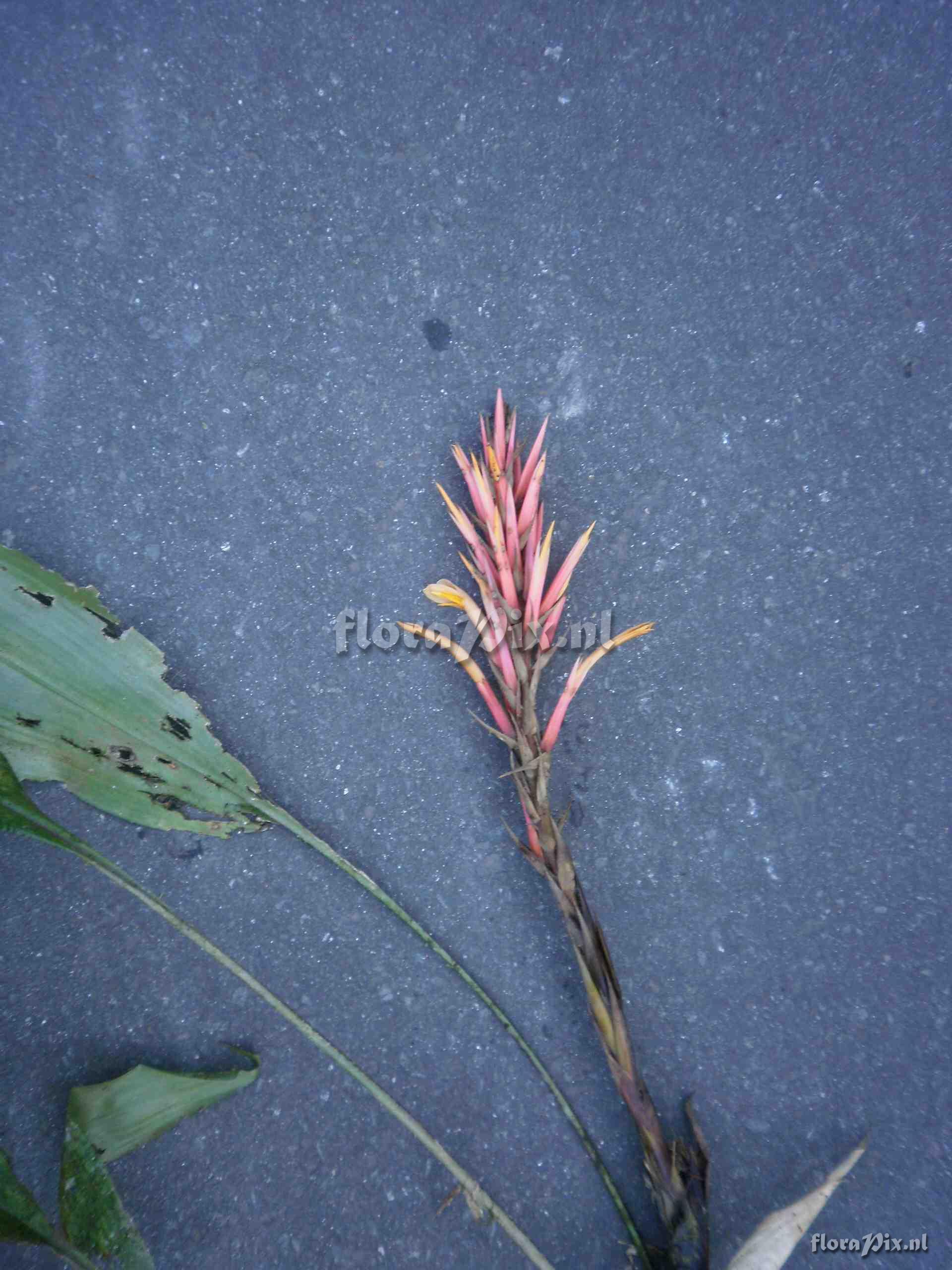 Pitcairnia dolichopetala