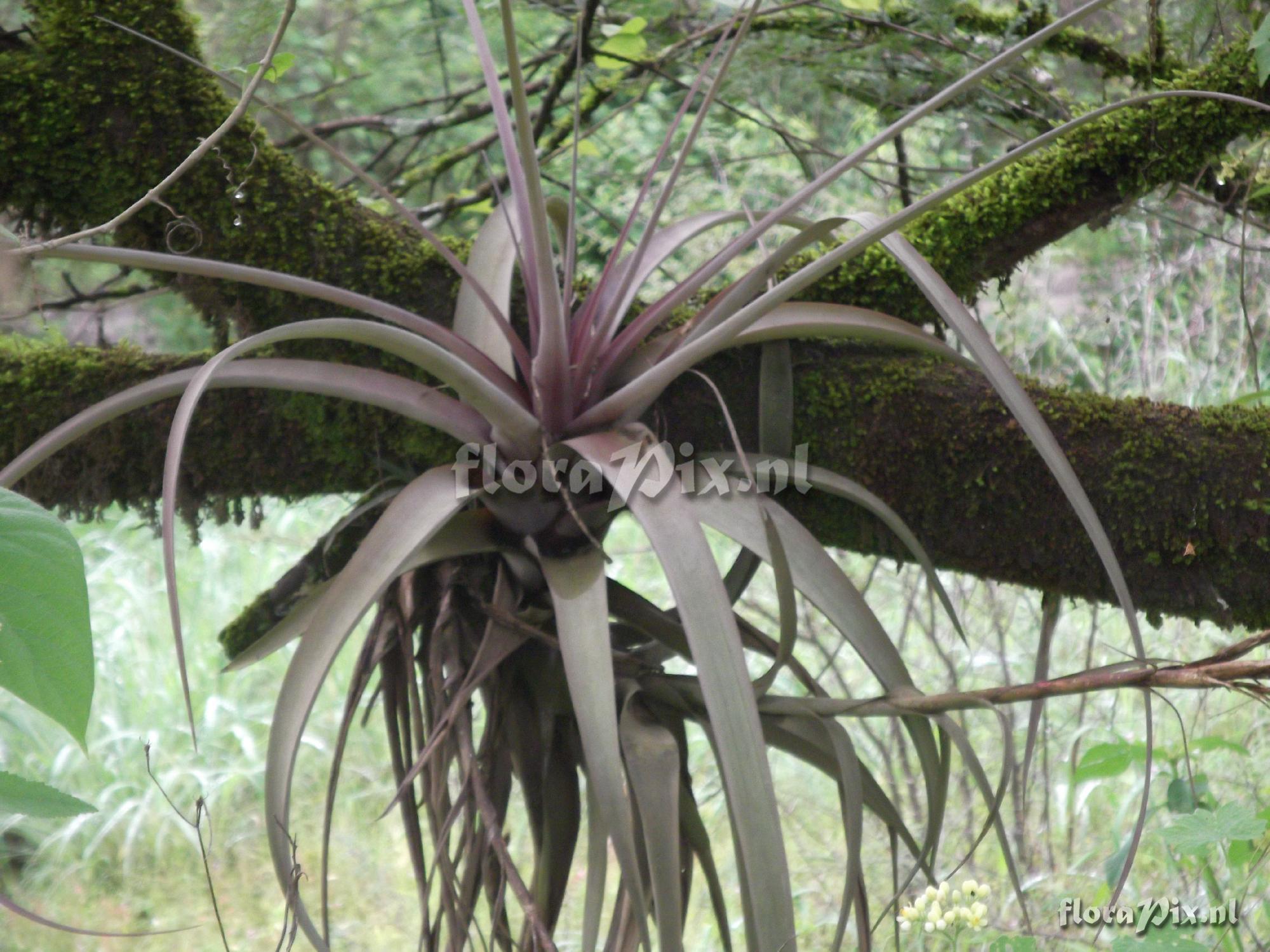 Tillandsia species