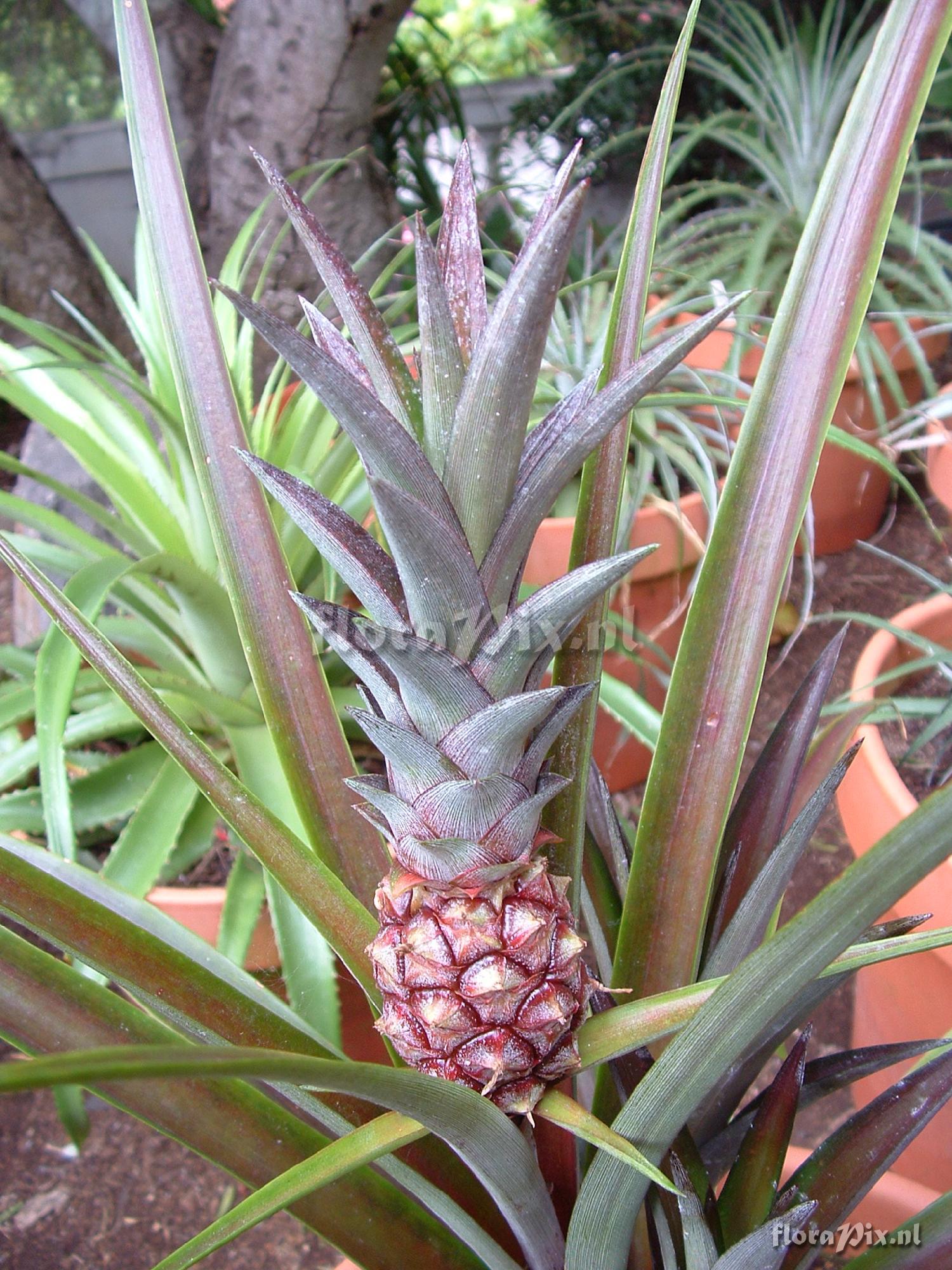 Ananas "chocolate" 