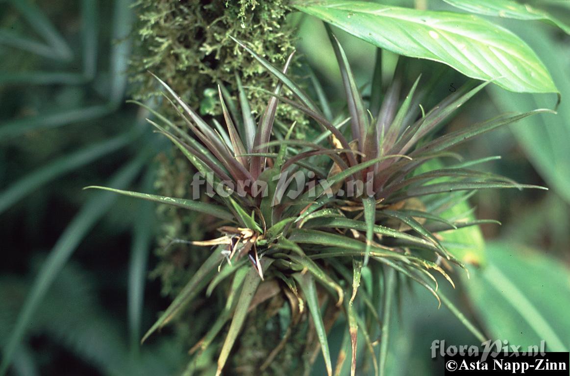 Guzmania angustifolia