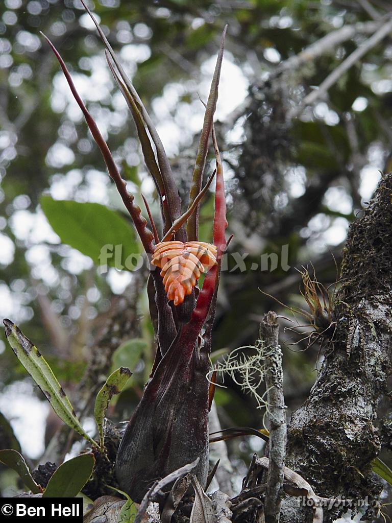 Racinaea undulifolia