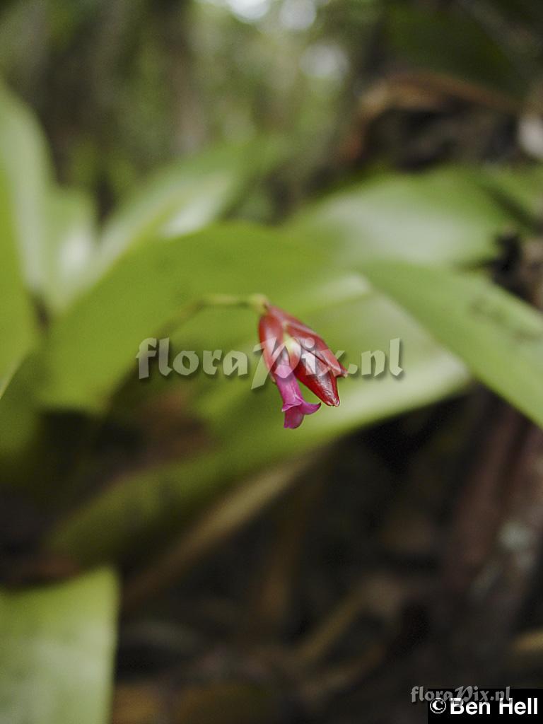 Tillandsia complanata