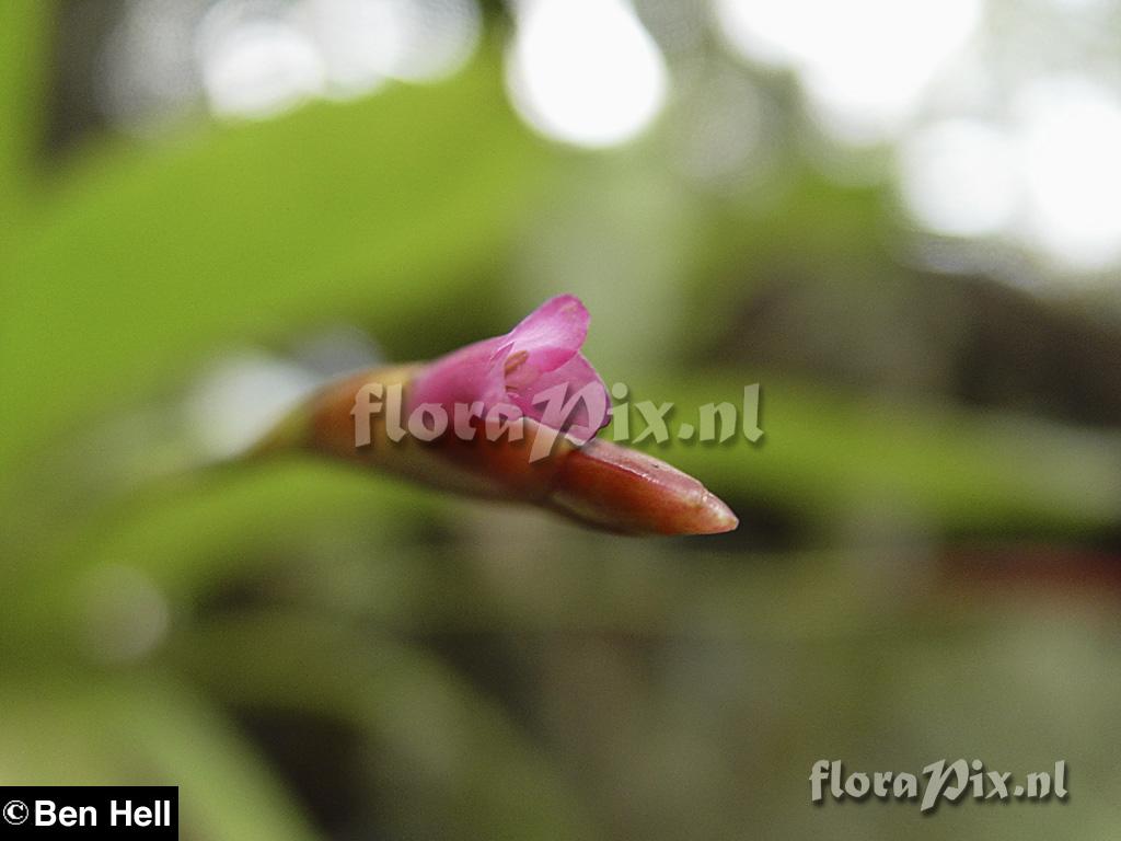 Tillandsia complanata