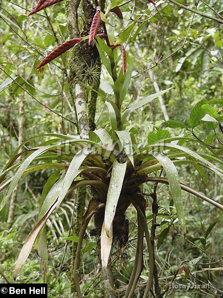 Tillandsia 