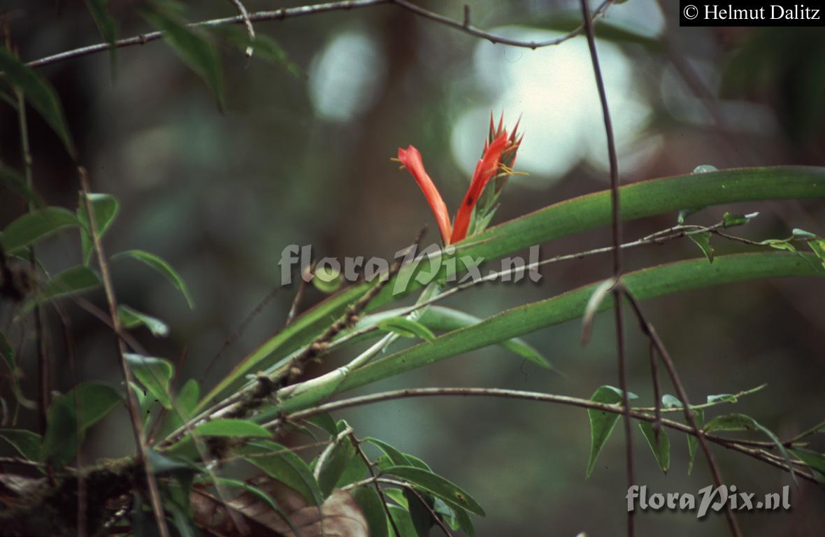 Pitcairnia riparia