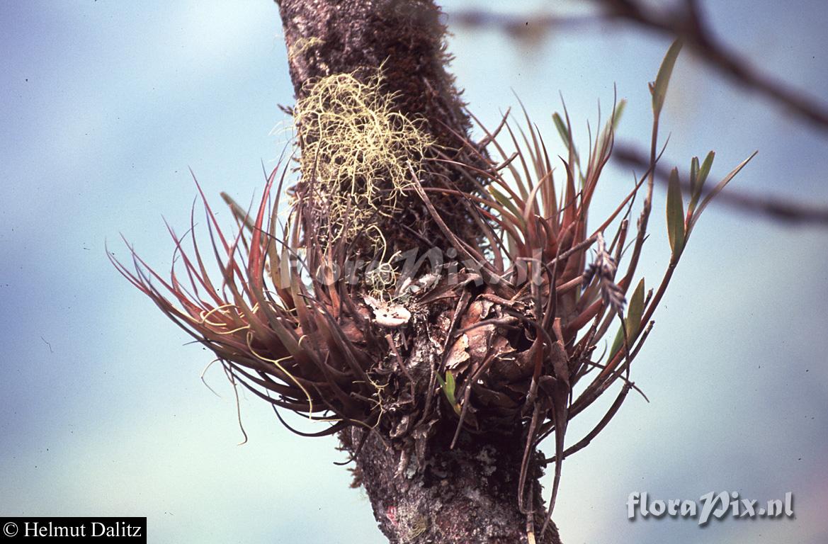 Vriesea (Tillandsia) fragans