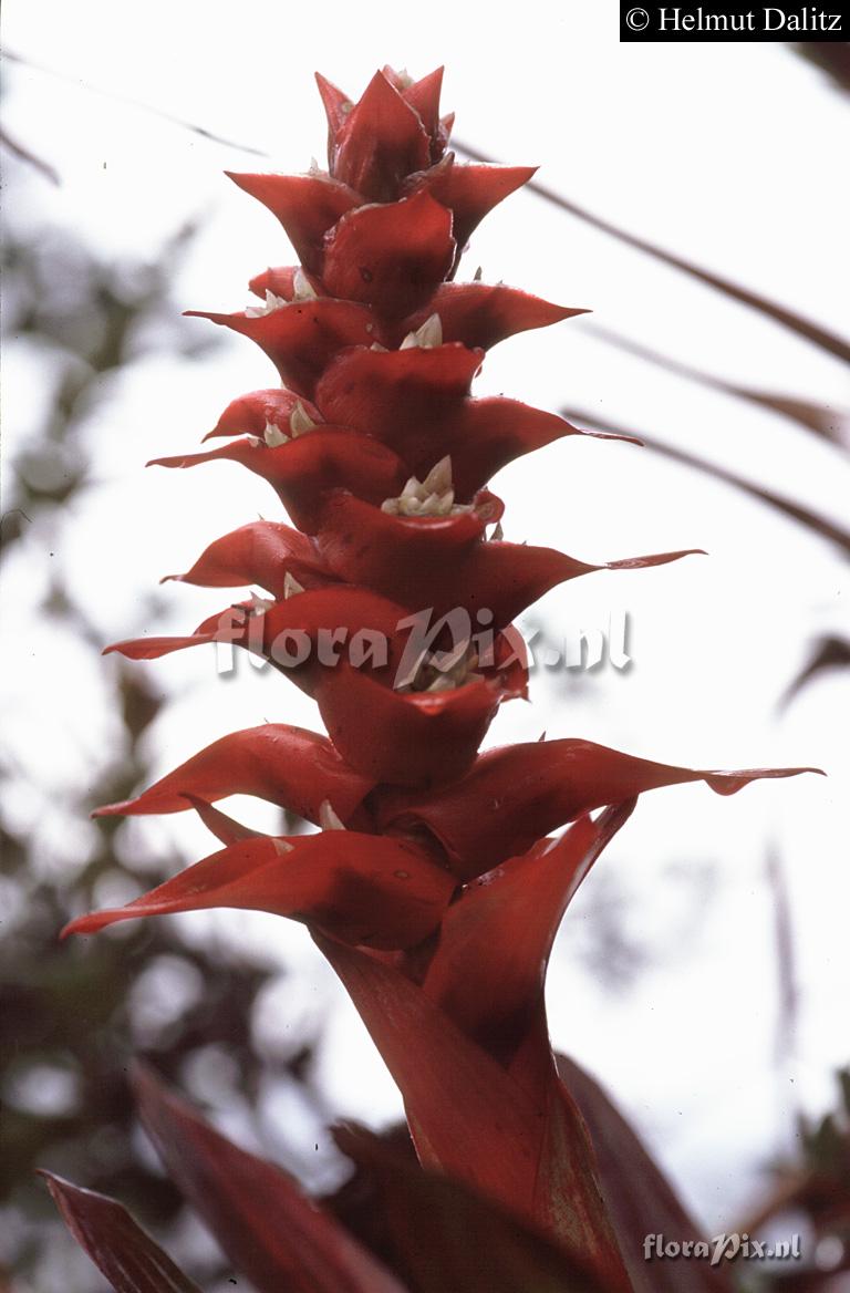 Mezobromelia capituligera