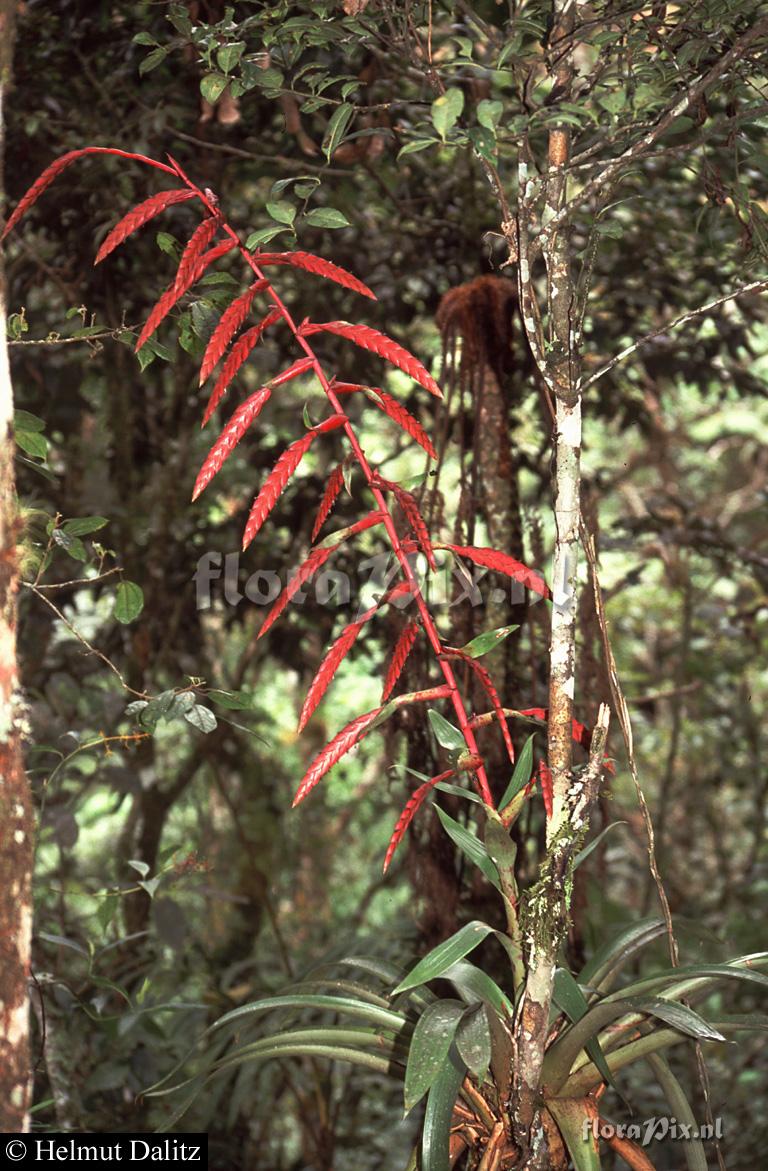 Tillandsia clavigera