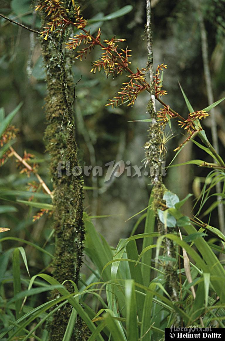 Guzmania marantoidea