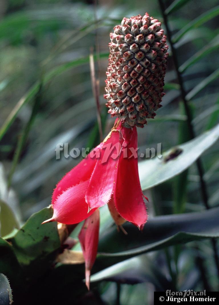 Aechmea mariae-reginae