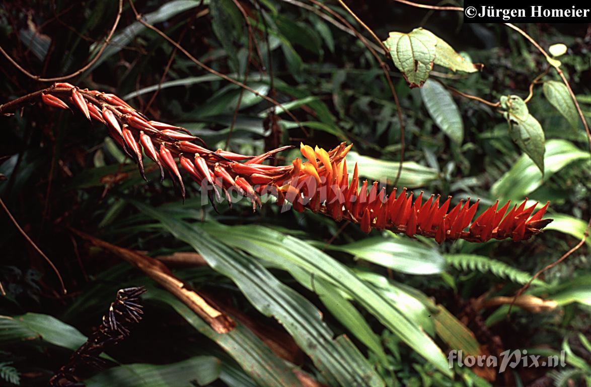 Pitcairnia werckleana 