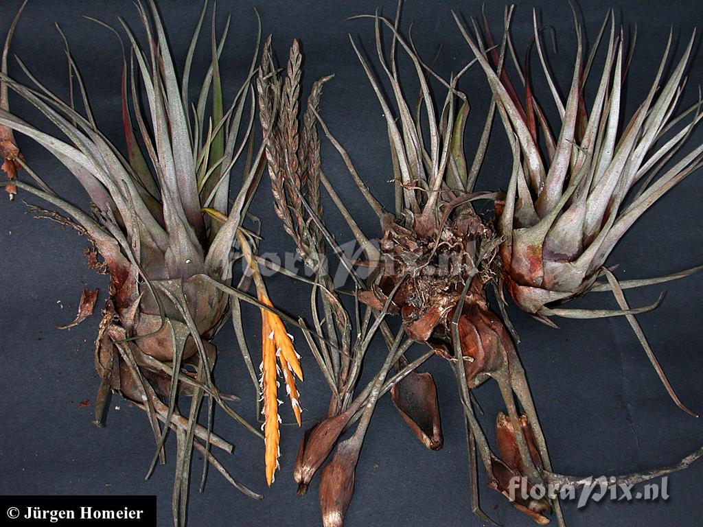 Tillandsia barthlottii