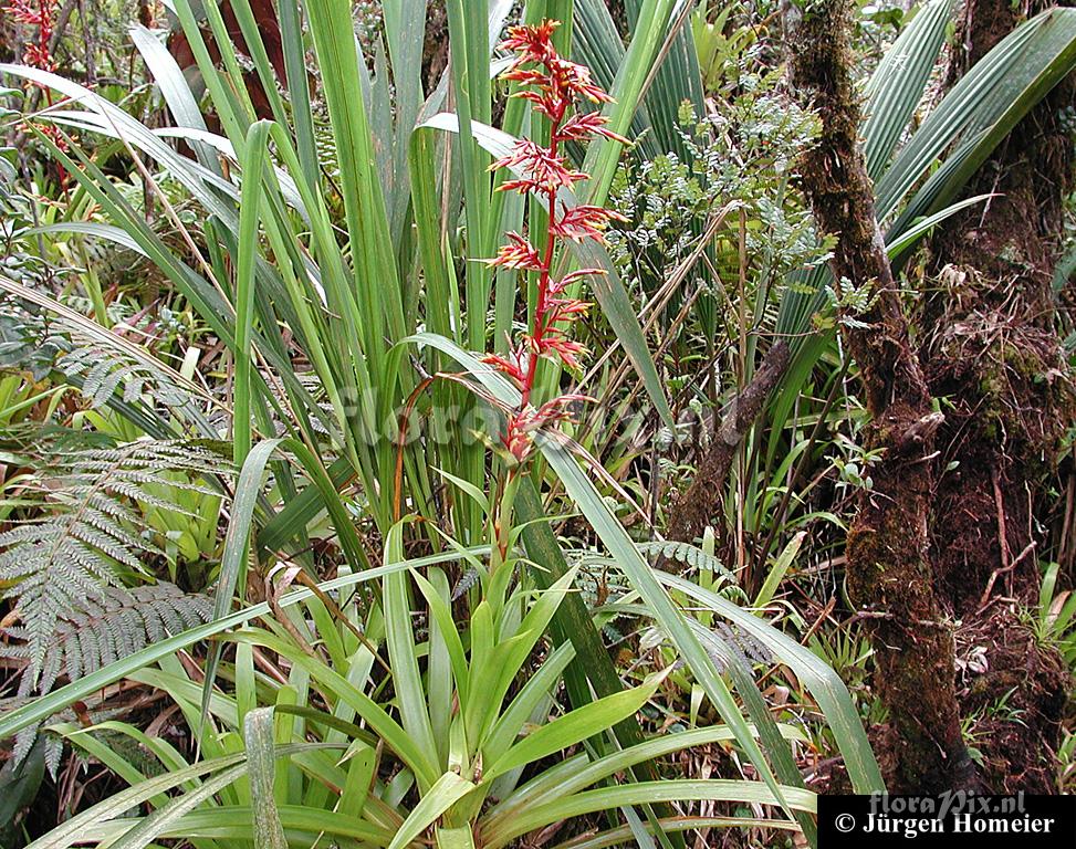 Guzmania paniculata