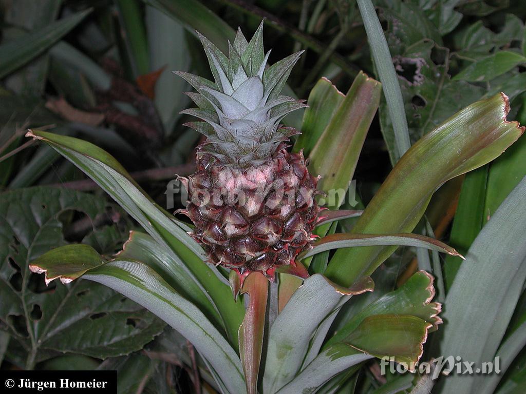 Ananas lucidus