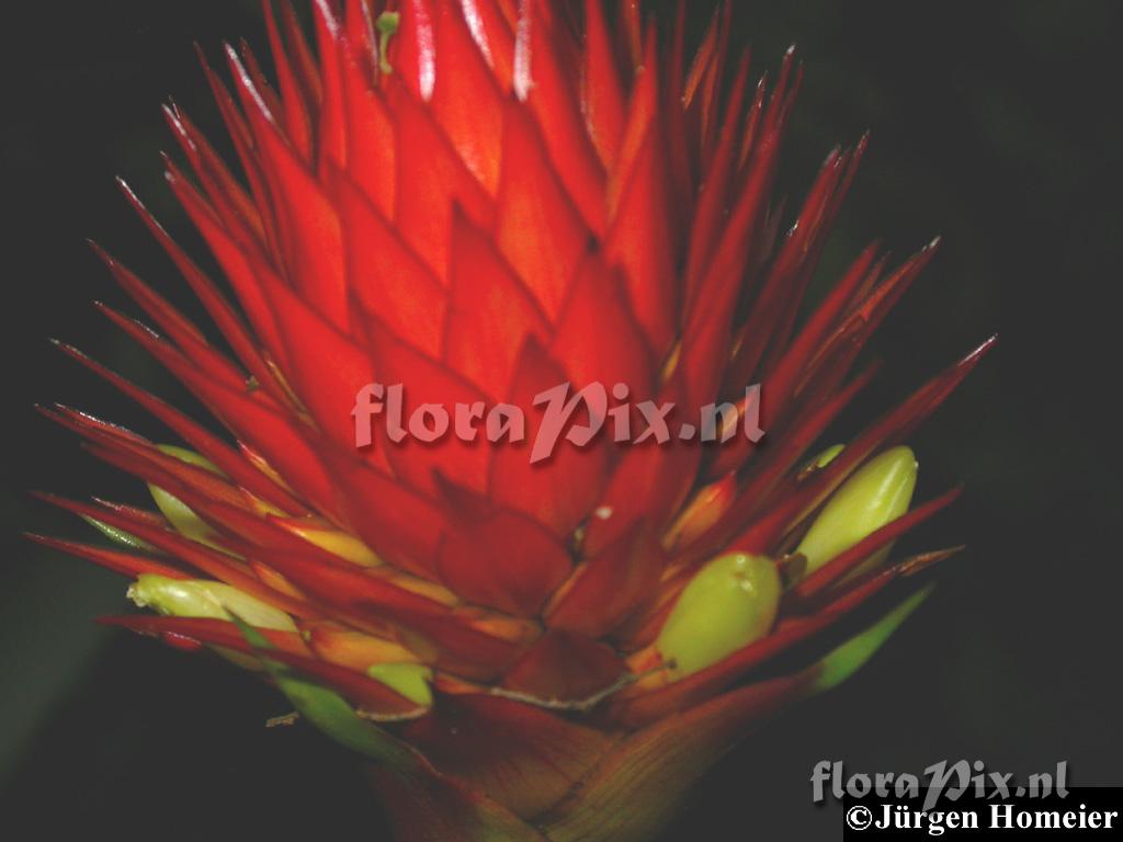 Guzmania beseae