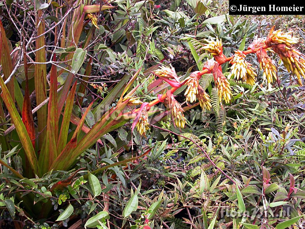 Guzmania garciaensis