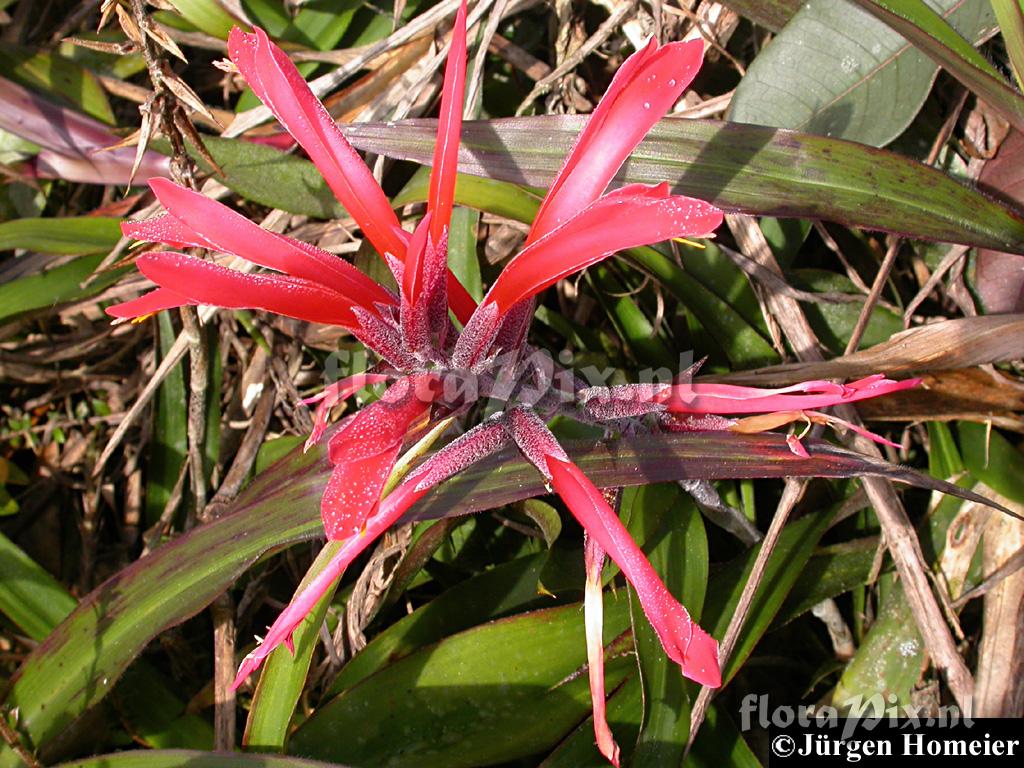 Pitcairnia 