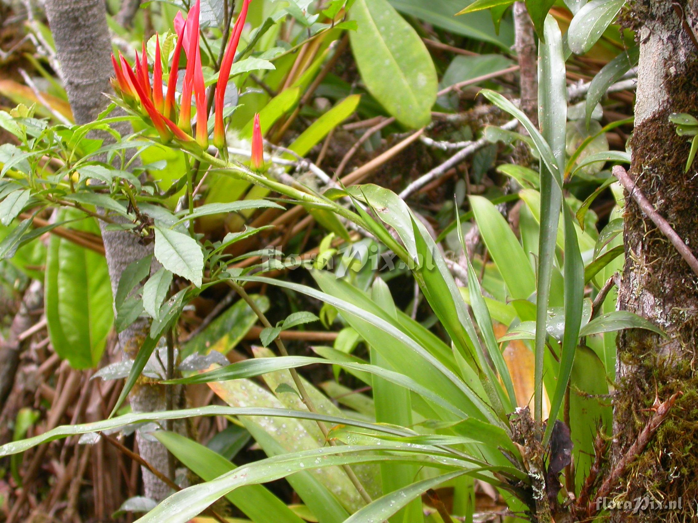 Pitcairnia prolifera