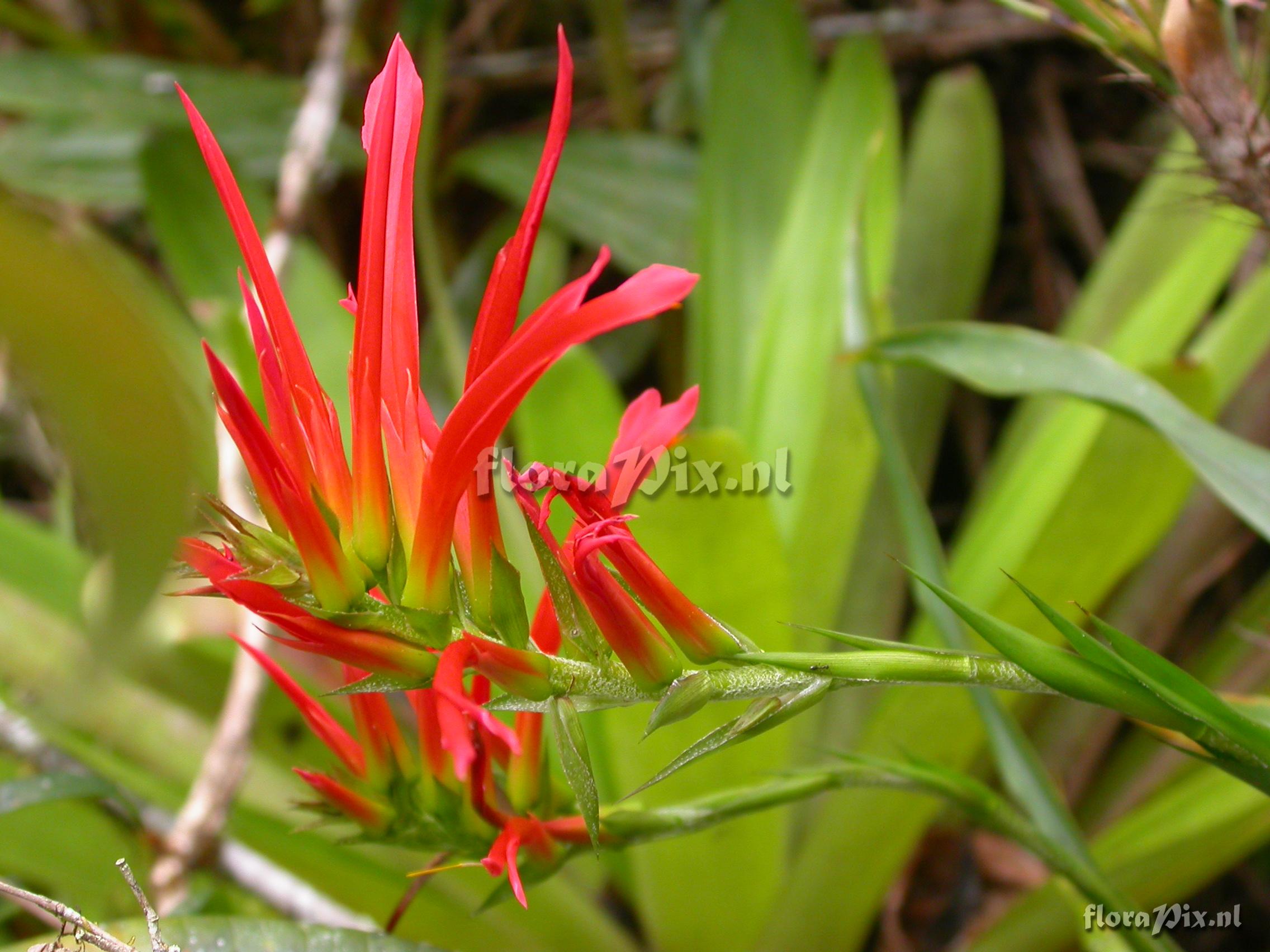 Pitcairnia 