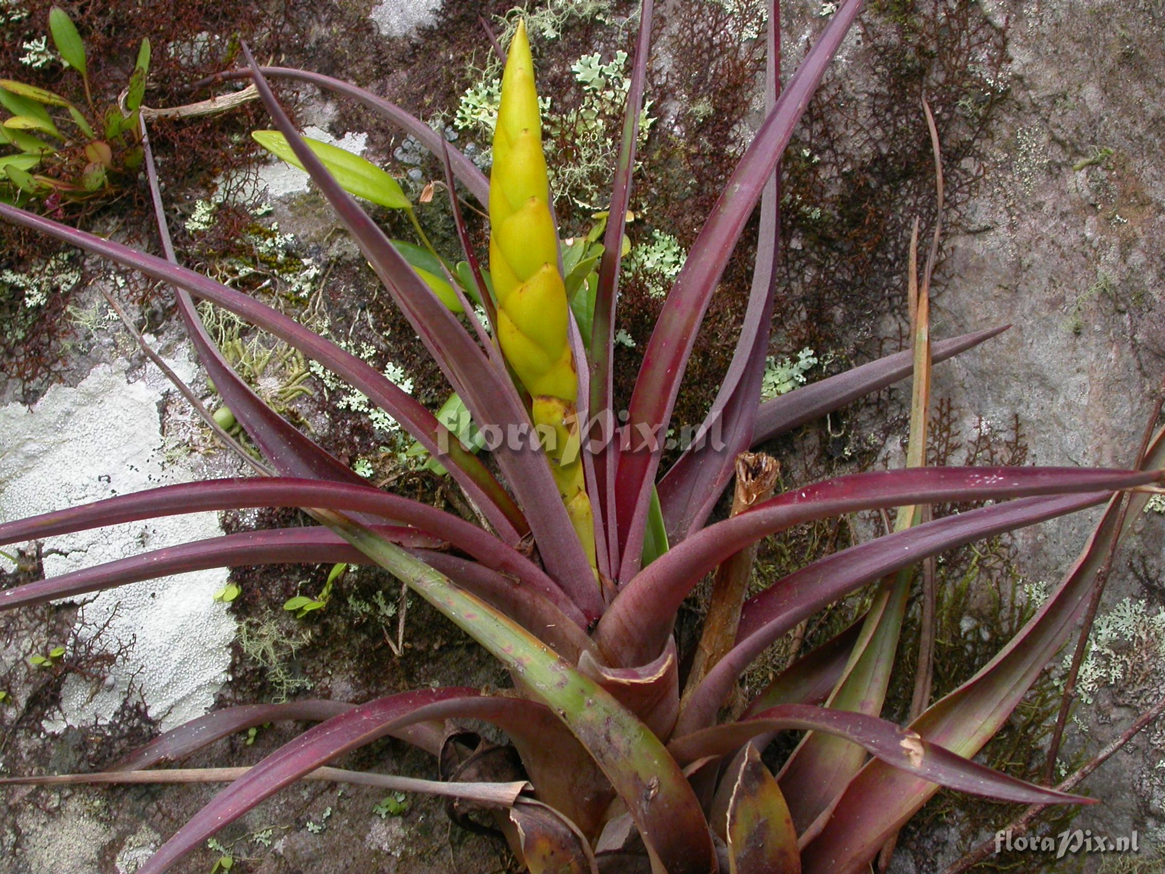 Tillandsia portillae 