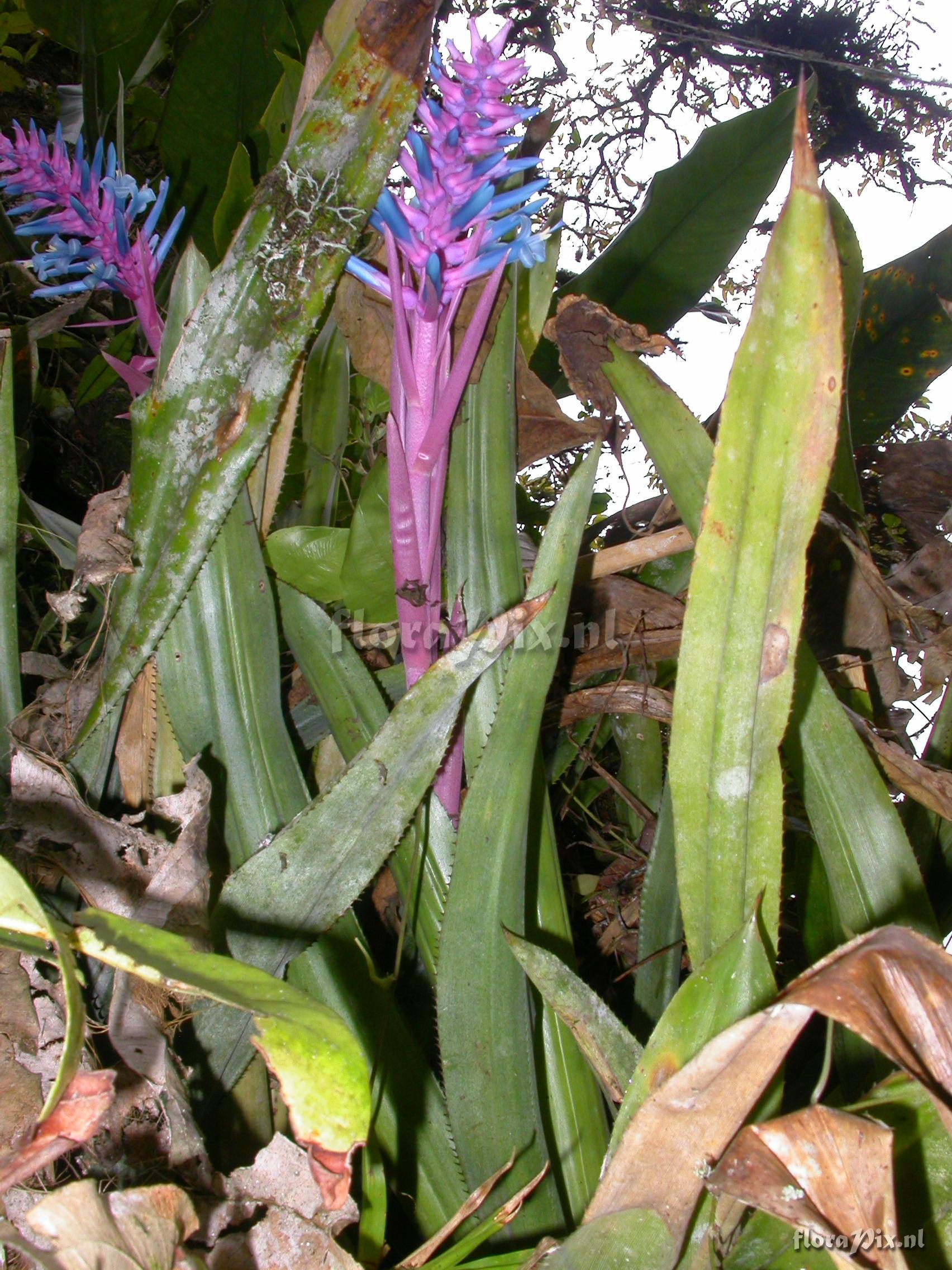 Aechmea drackeana