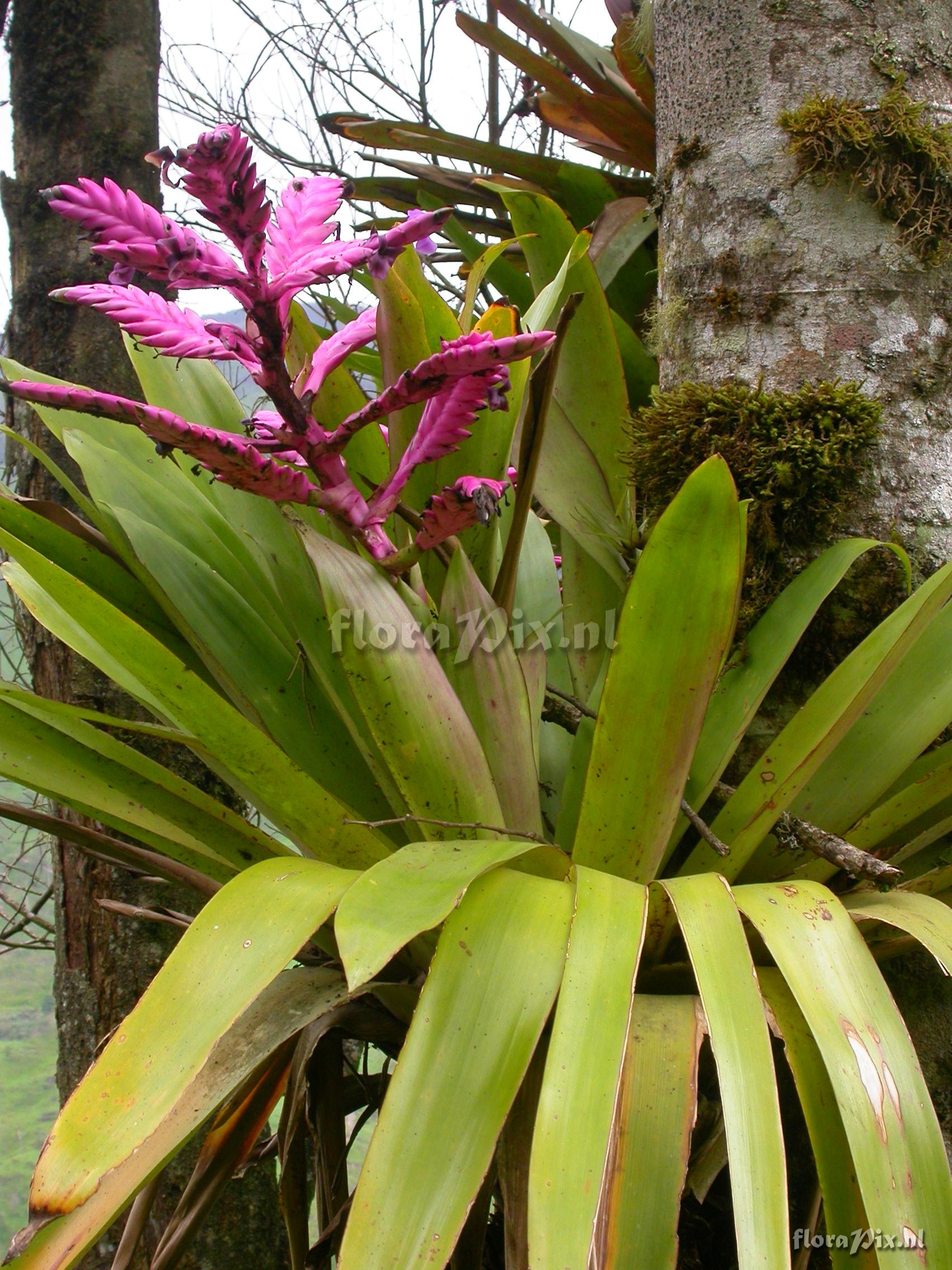  Tillandsia platyrhachis