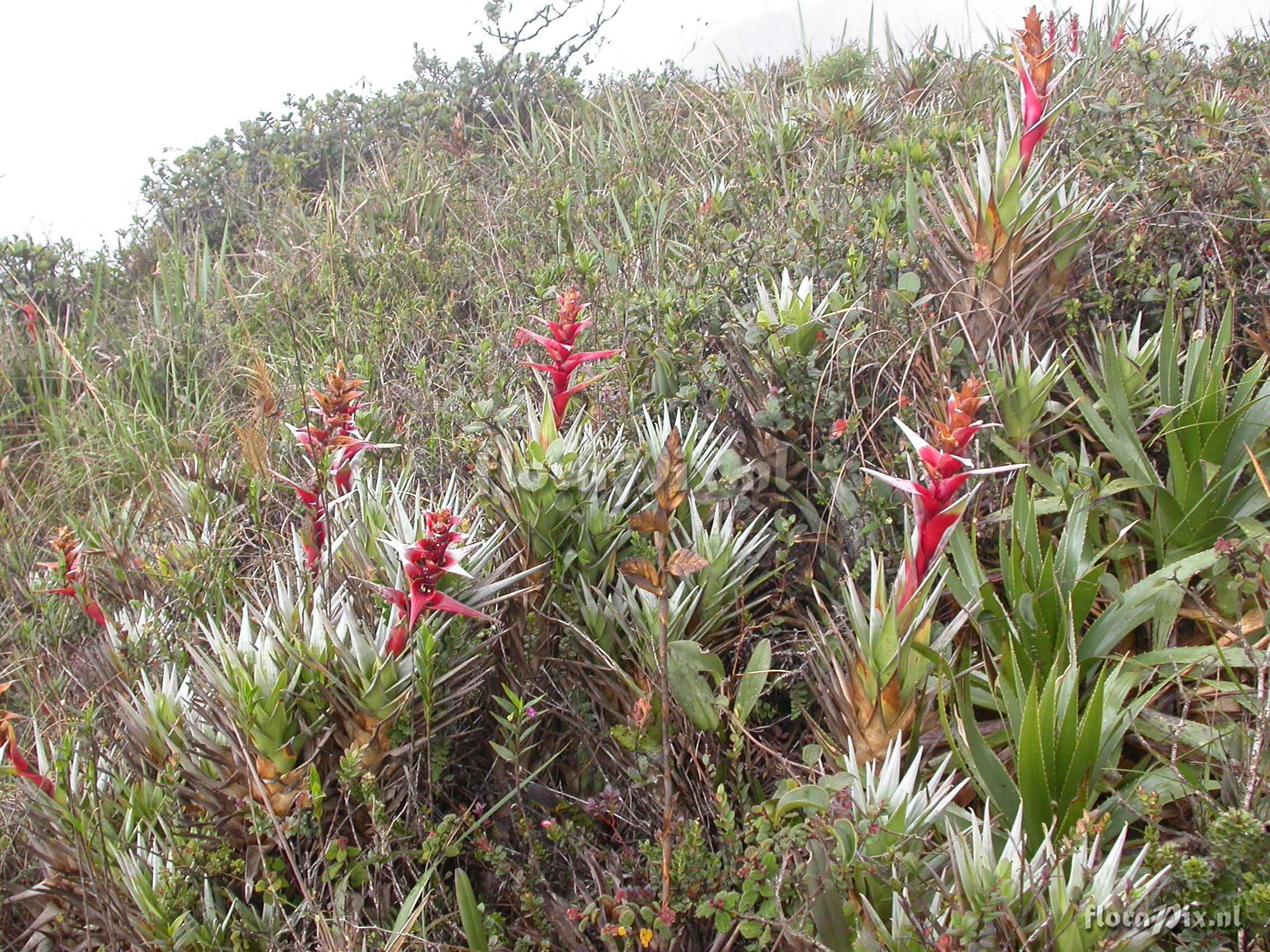 Guzmania mosquerae