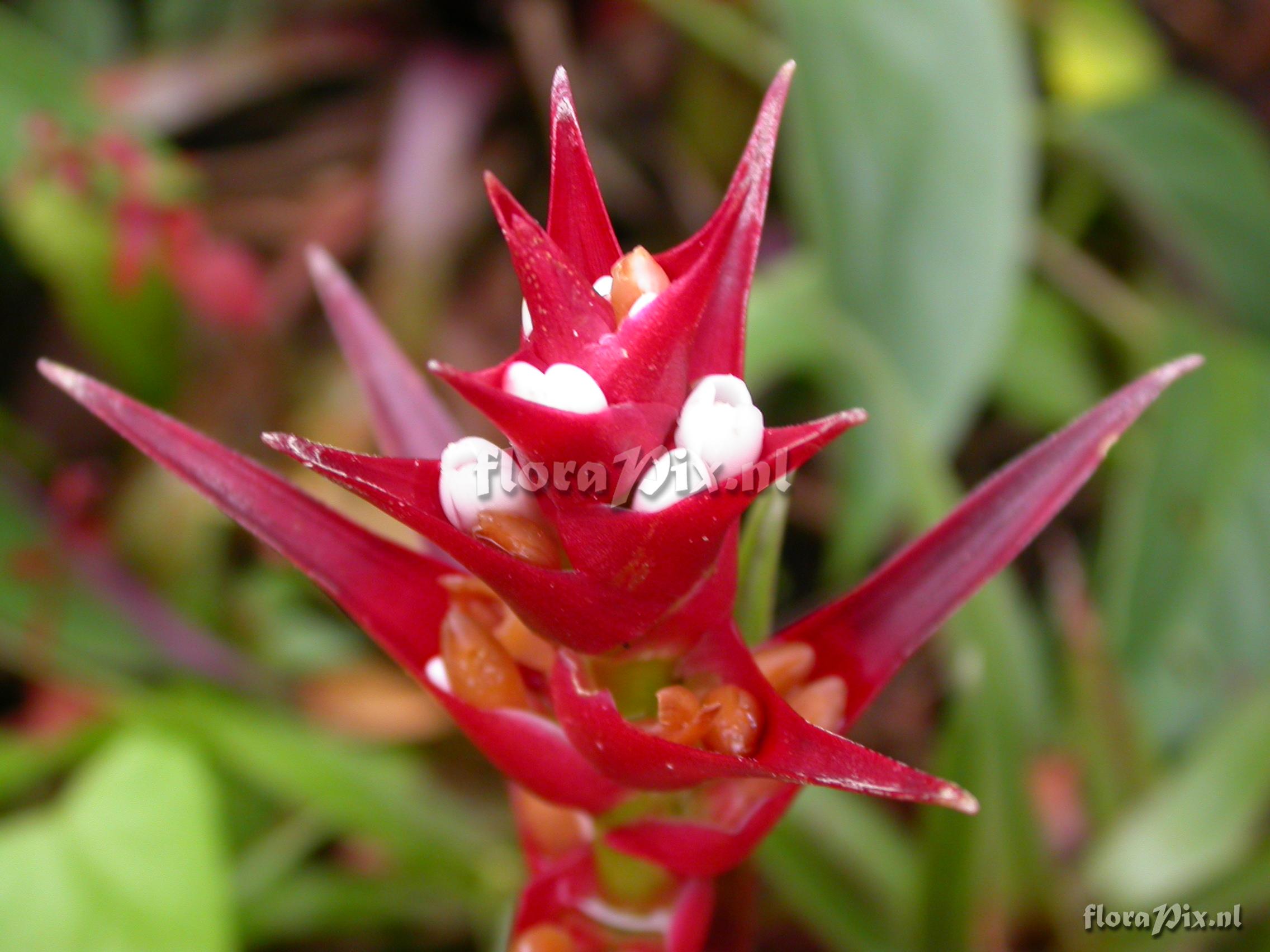 Guzmania mosquerae