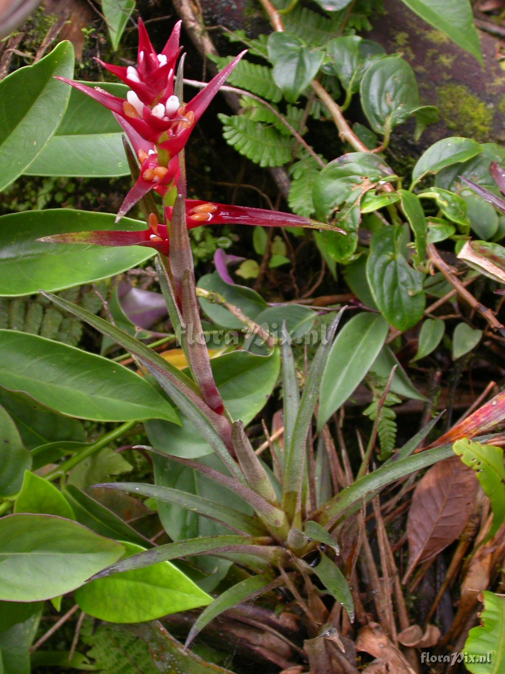 Guzmania mosquerae