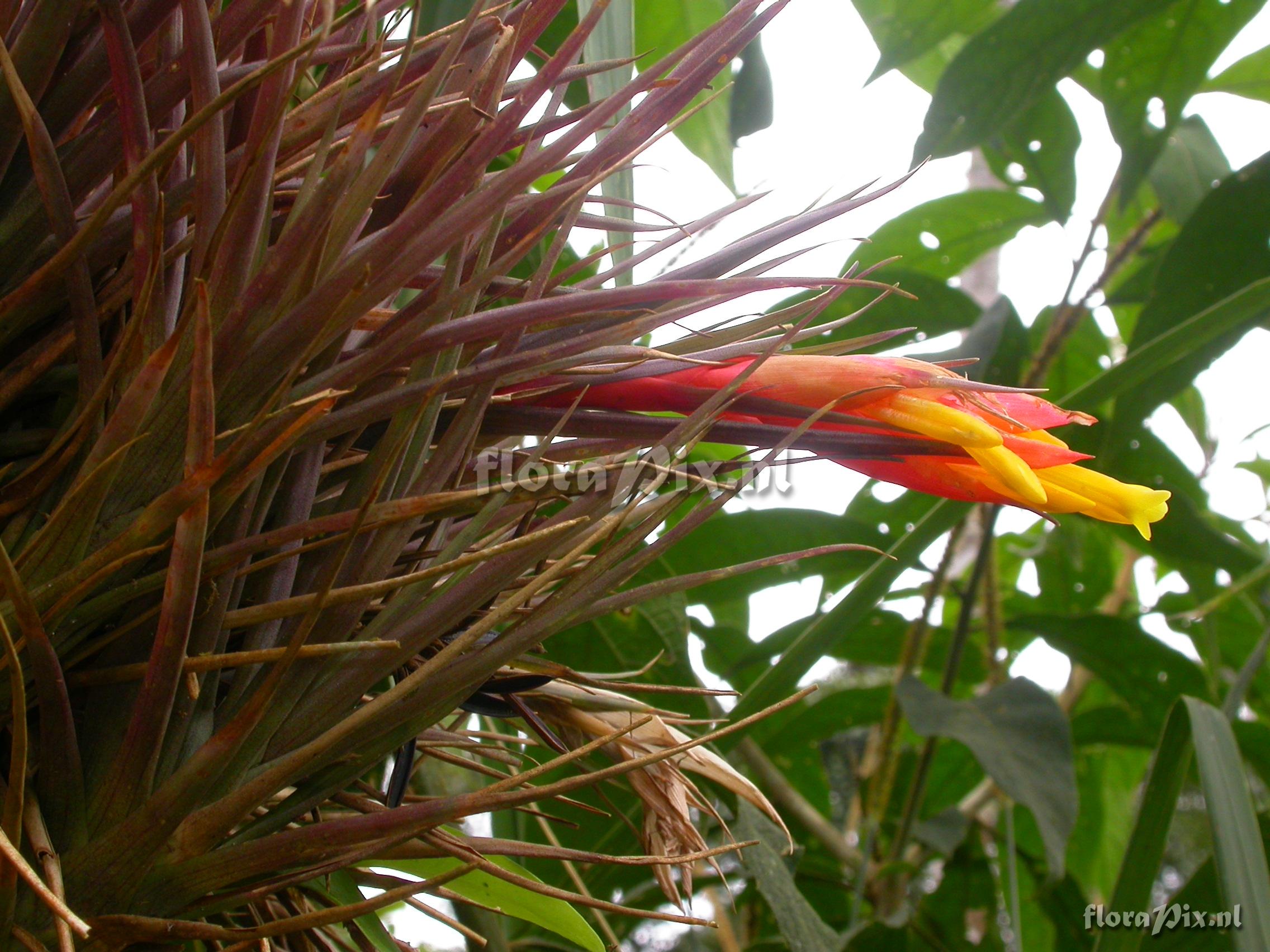 Guzmania angustifolia  