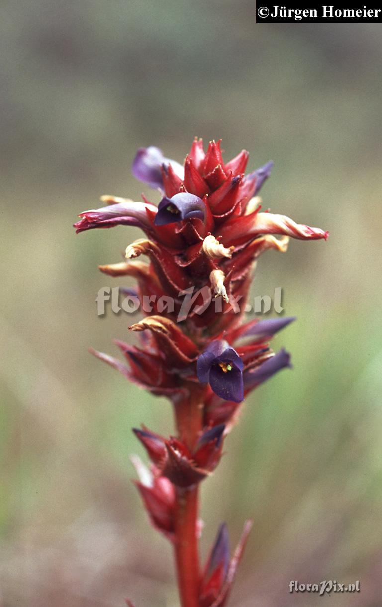 Puya eryngioides