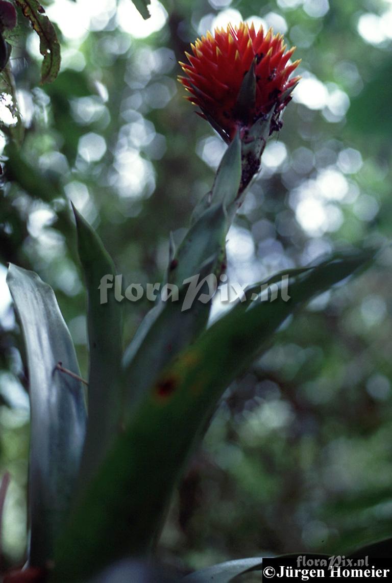 Guzmania conifera