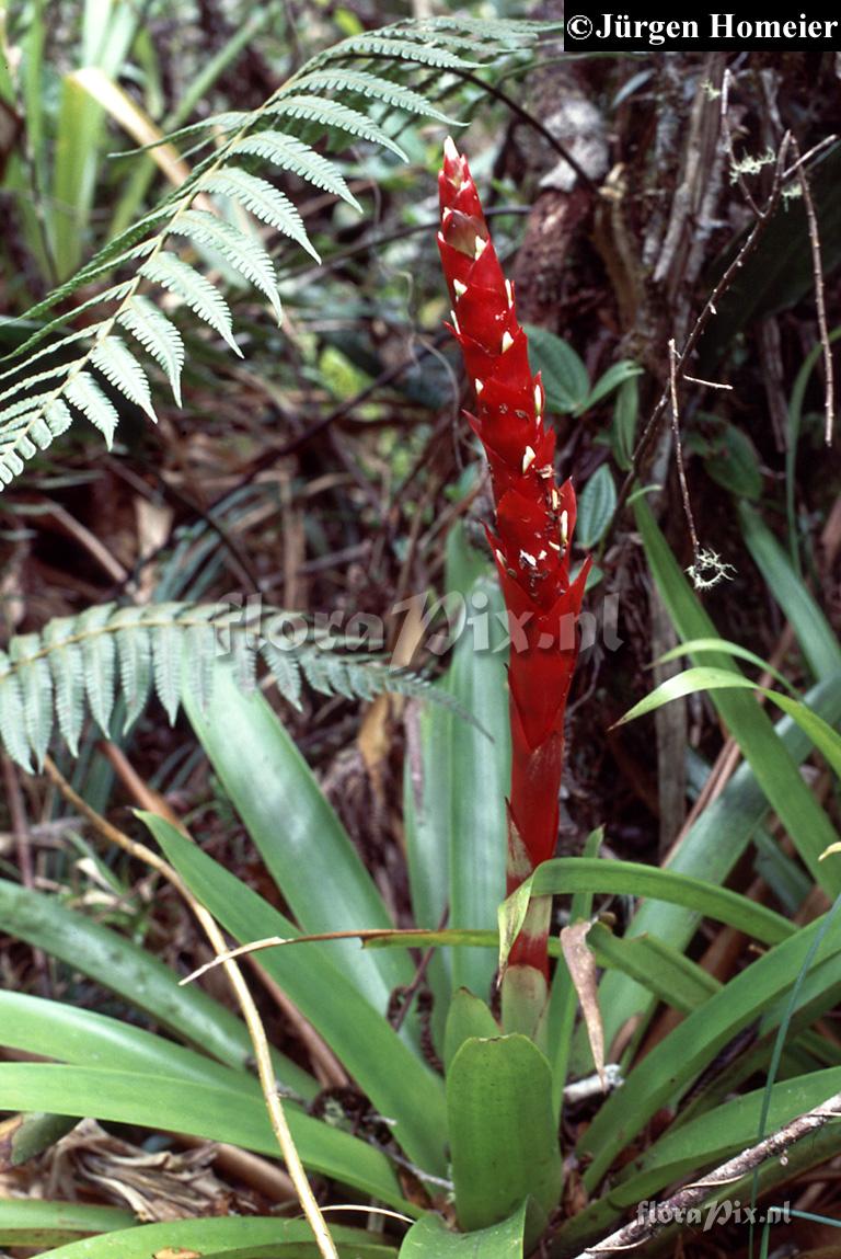 Tillandsia schimperiana