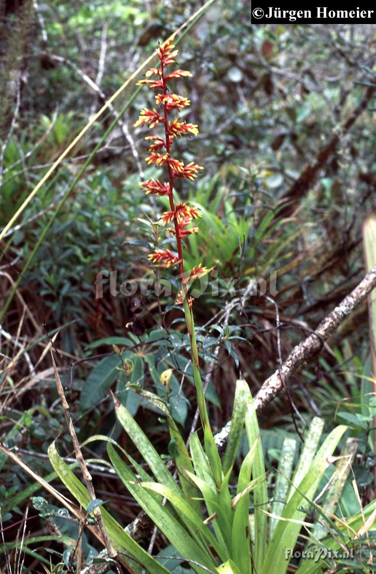 Guzmania brackeana