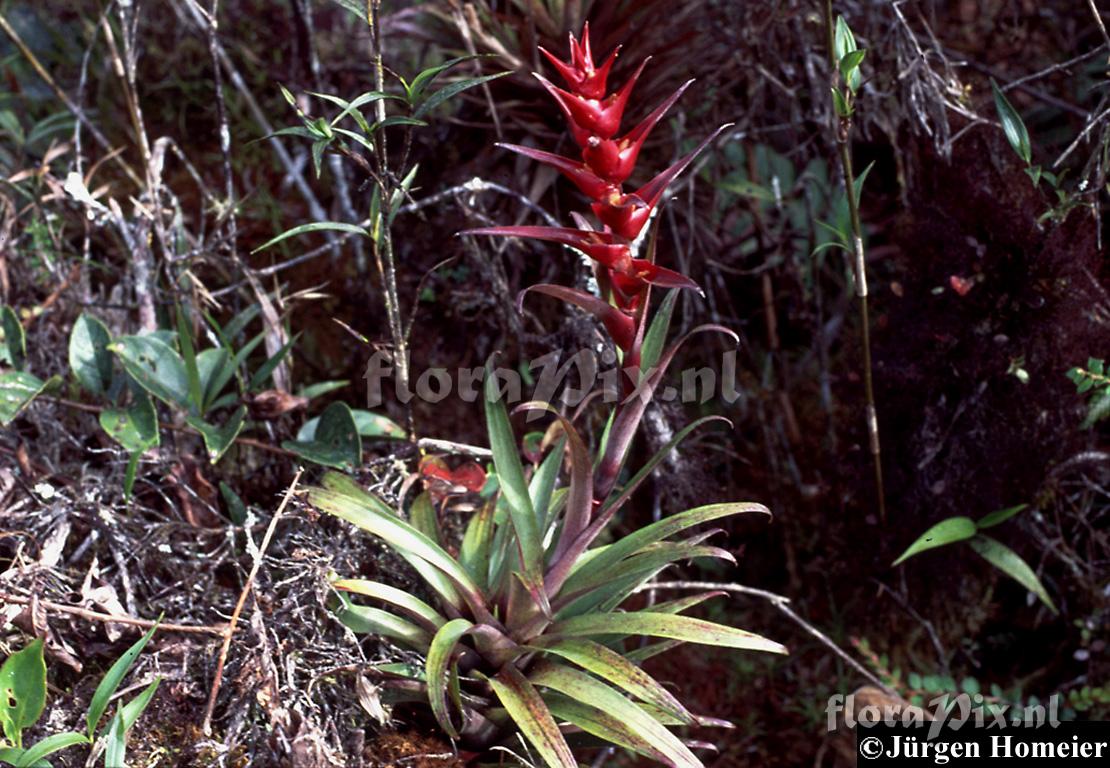 Guzmania mosquerae