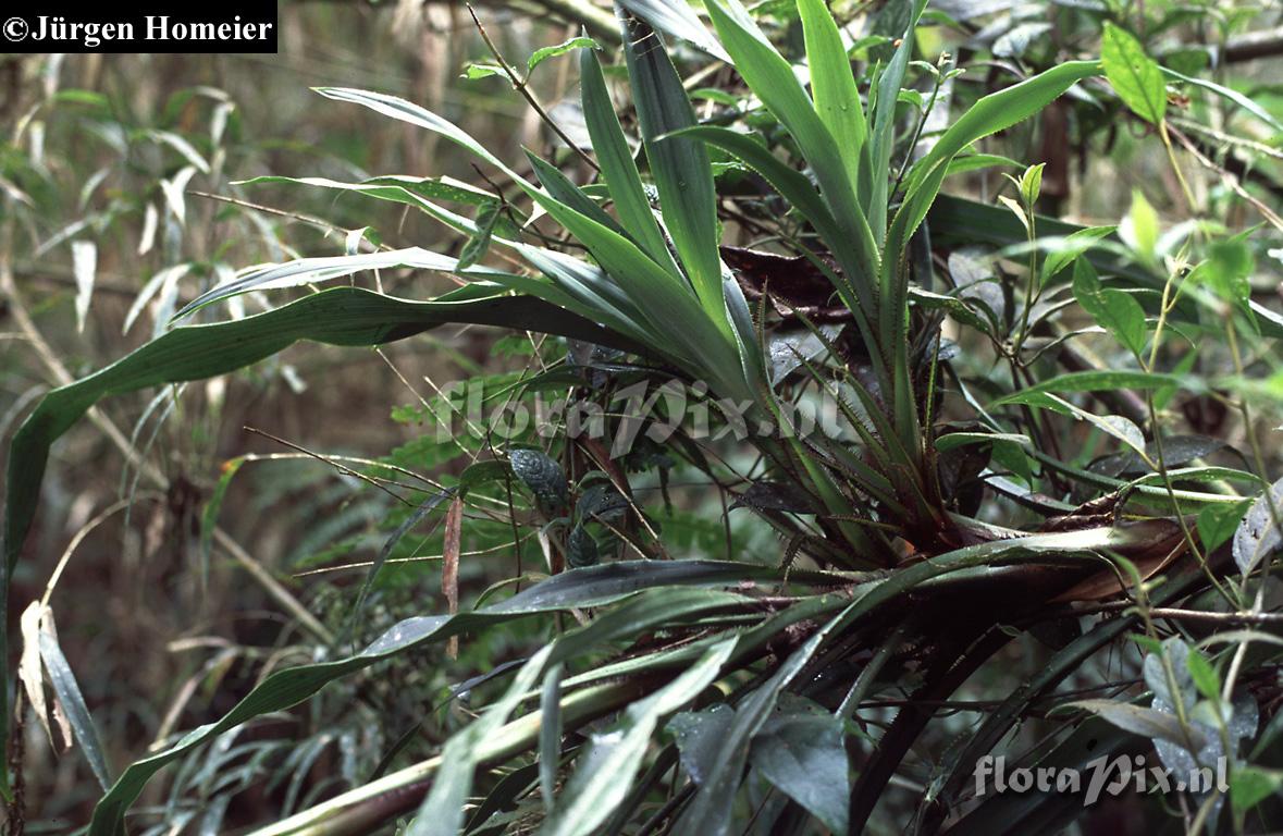 Pitcairnia fusca