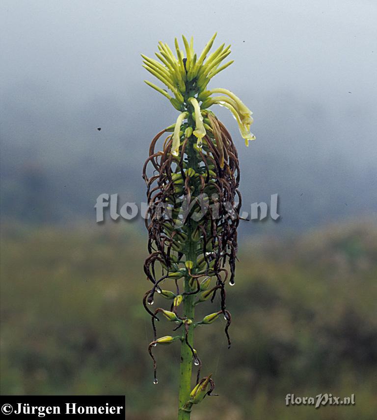 Pitcairnia trianae