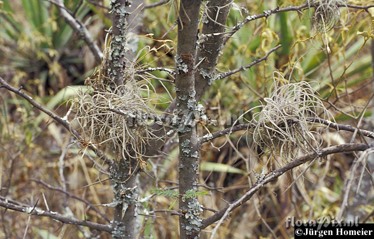 Tillandsia recurvata