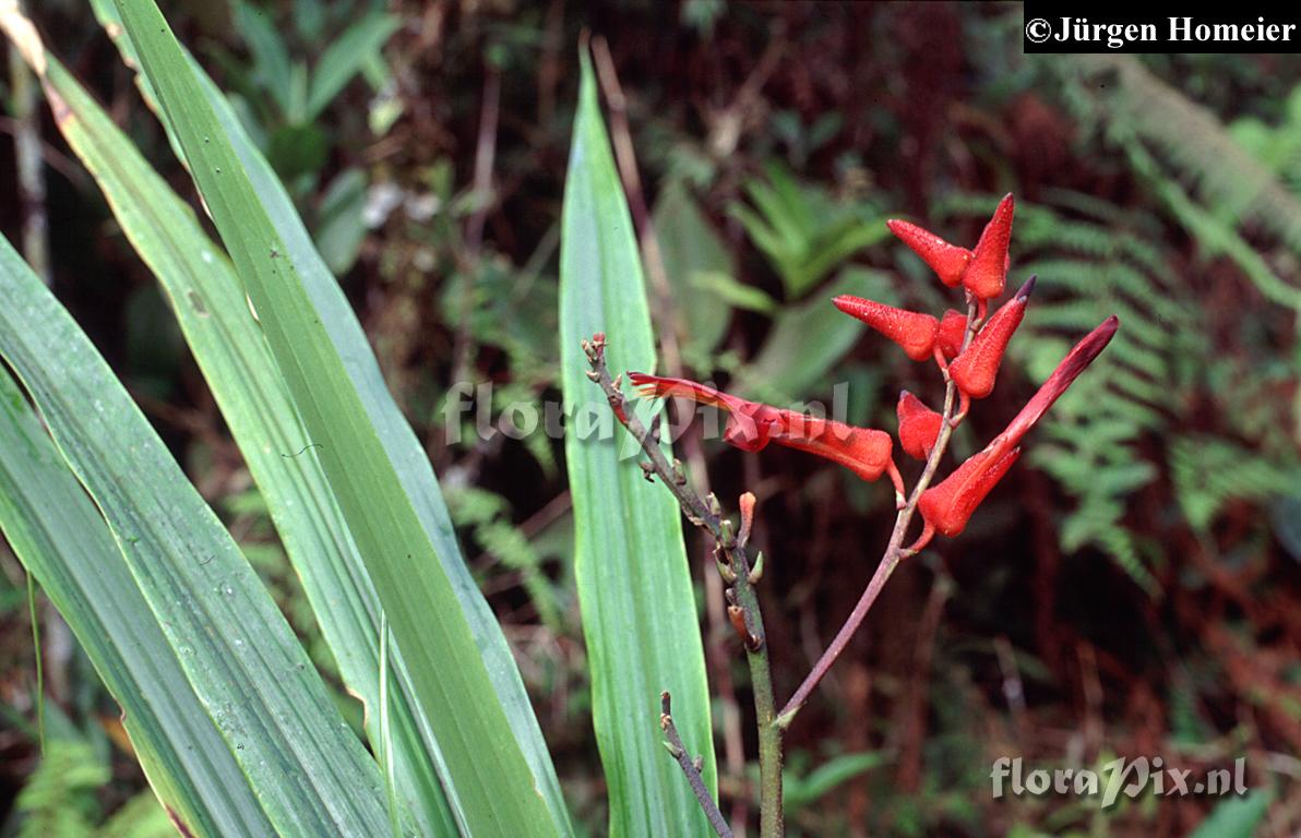 Pitcairnia dodsonii