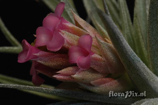 Tillandsia Pink Sugar